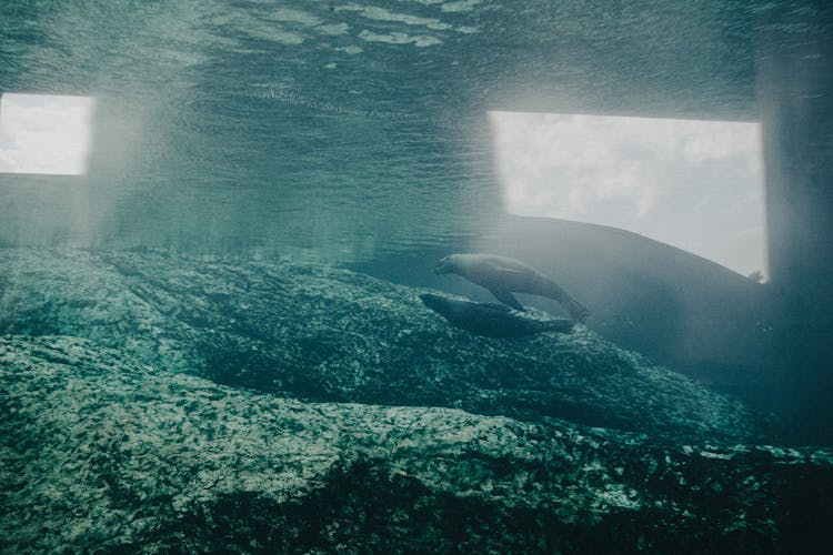 A Sea Lion Swimming 