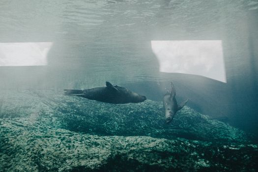 Two seals gracefully swim underwater in a serene aquarium setting, showcasing marine wildlife.