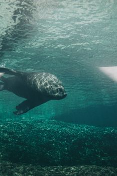 Close-up shot of a seal gracefully swimming underwater in the ocean's natural habitat.