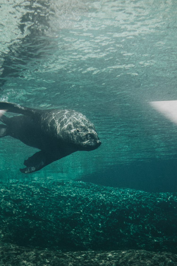 Close-Up Photo Of A Seal Swimming Underwater