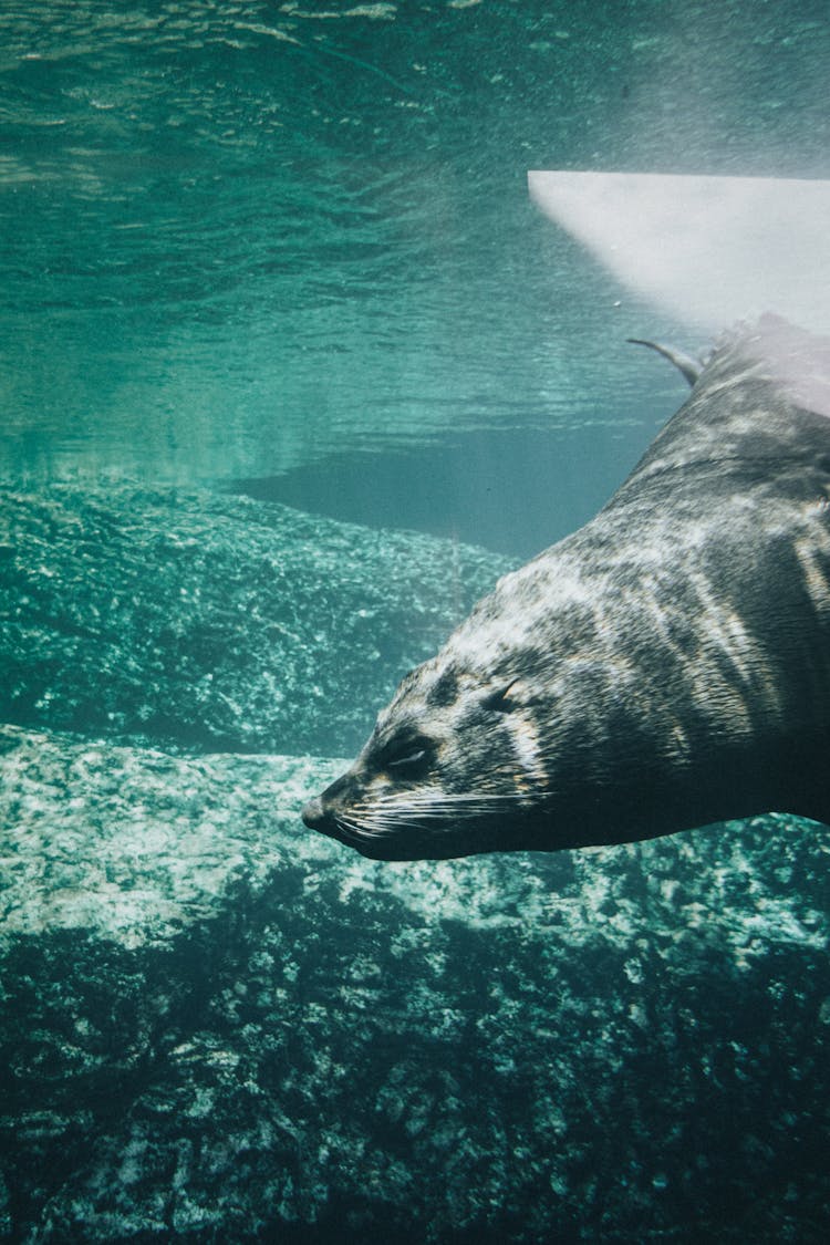 Close-Up Shot Of A Seal Swimming Underwater