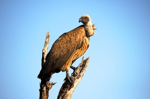 Close-Up Photography of Brown Vulture