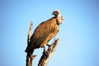 南非克鲁格国家公园里，一只栖息在树枝上的秃鹫在蓝天下特写