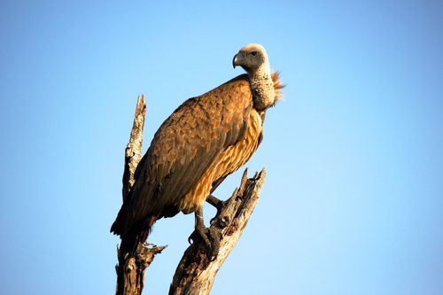 Free Close-up of a vulture perched on a branch against a blue sky in Kruger National Park, South Africa. Stock Photo