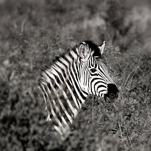 Gratis La Fotografia Monocromatica Di Zebra Foto a disposizione