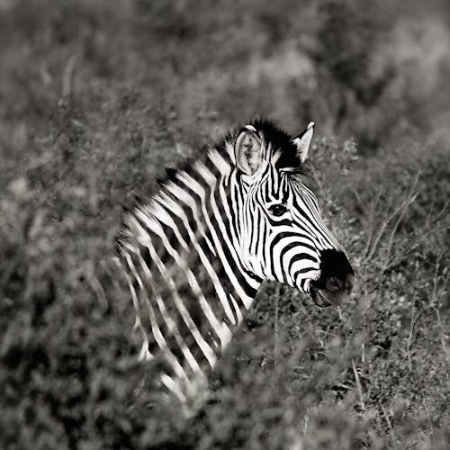 Monochrome Photography of Zebra