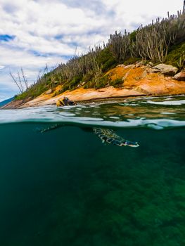 Beautiful split-shot of a sea turtle swimming near the rocky seashore of Arraial do Cabo, Brazil.