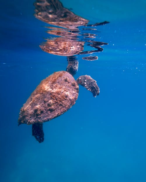 A Turtle Under the Sea