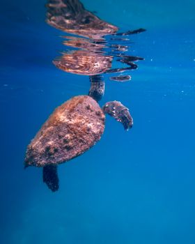 A sea turtle gracefully swims underwater in the clear, blue waters of Brazil, showcasing nature's beauty.