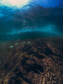 Explore the rich marine life and schools of fish in this stunning underwater scene in Rio de Janeiro, Brazil.