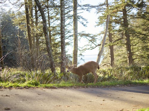 Free Deer Standing Near the Mountain Road  Stock Photo