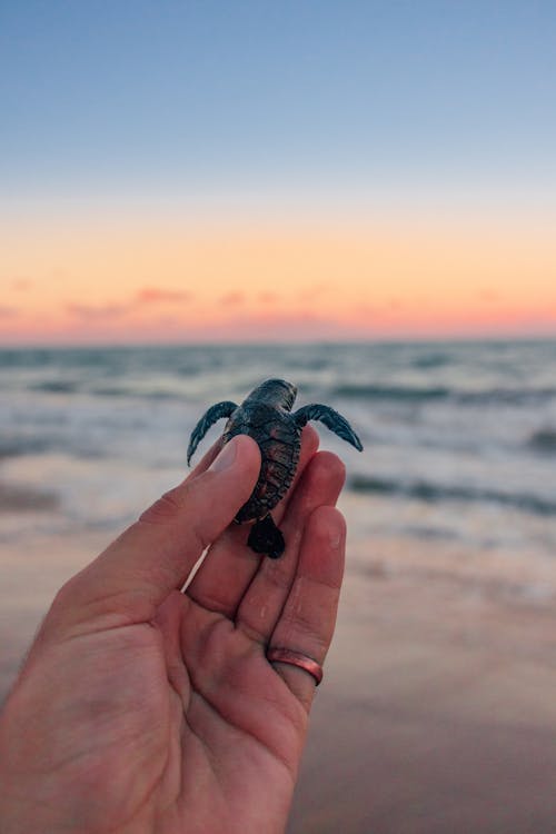 Person Holding a Hatchling