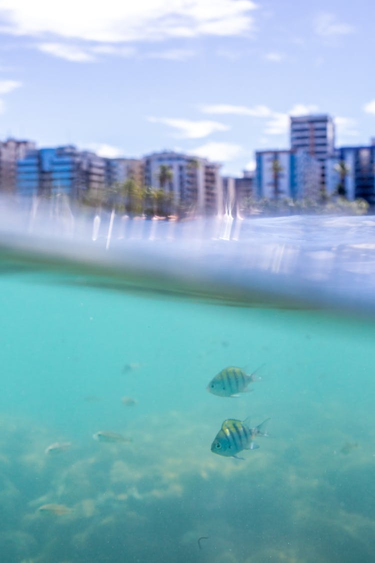 Split Shot Of Underwater And Surface