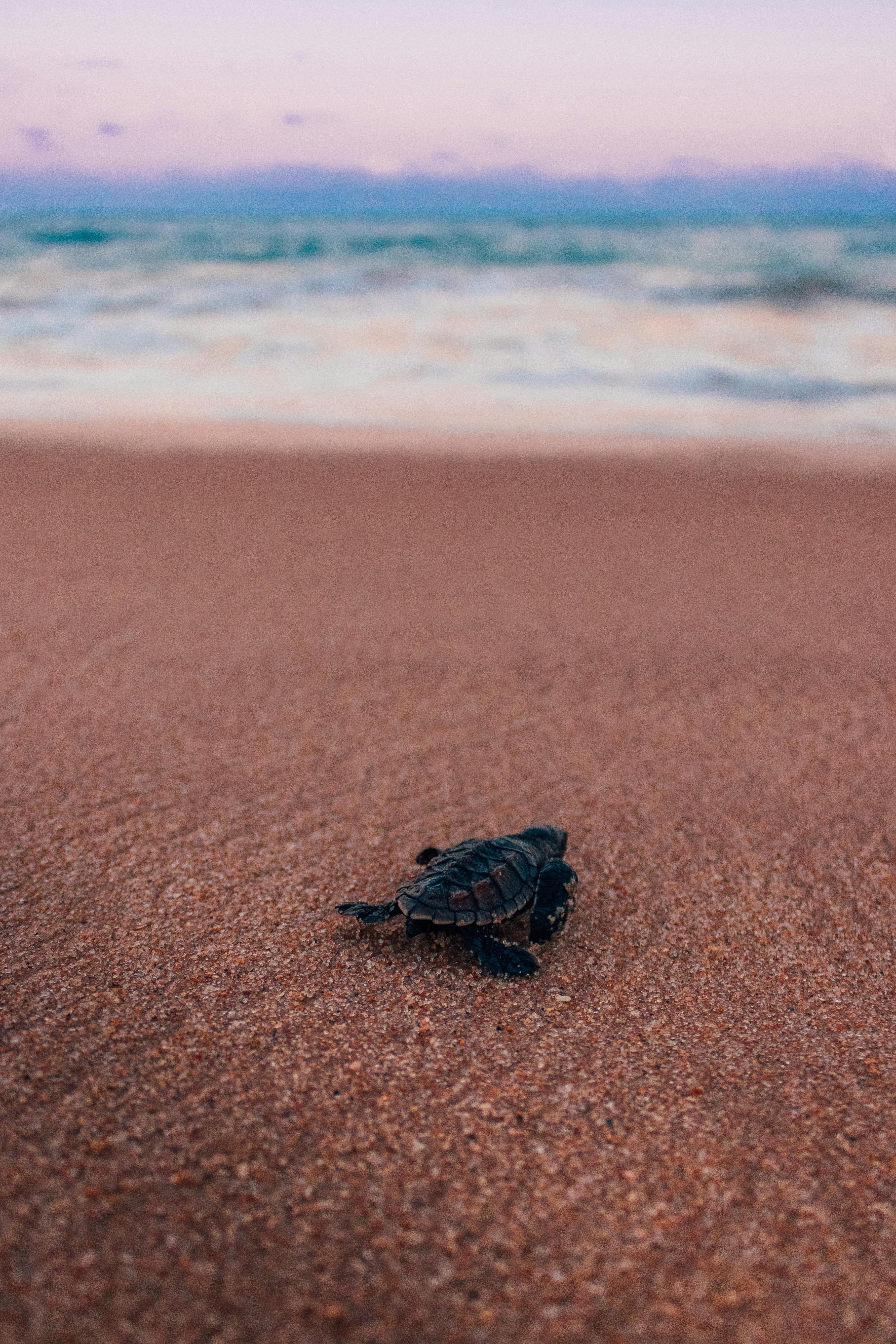 Turtle Tracking Photos, Download The BEST Free Turtle Tracking Stock ...