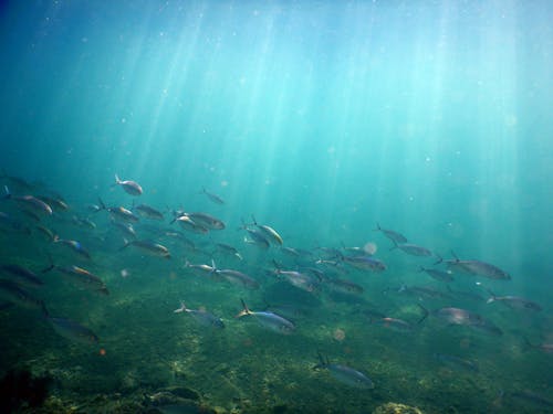 School of Fish Swimming Underwater 