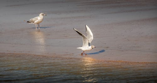 White Seagulls on Seashore