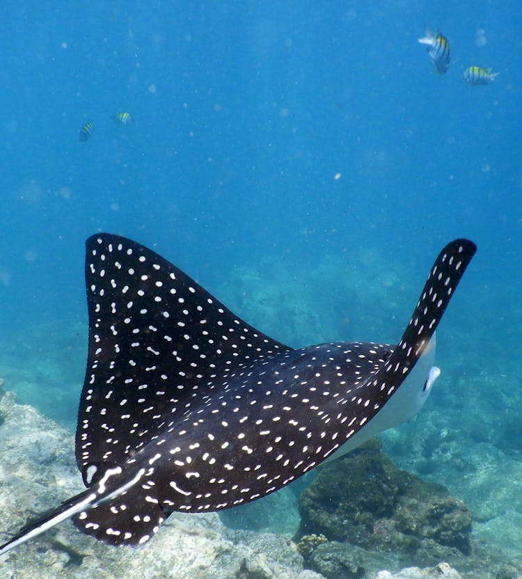 Spotted Eagle Ray Swimming Underwater 