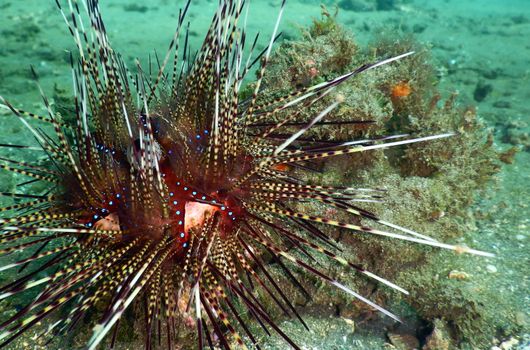 Brown and White Sea Creature