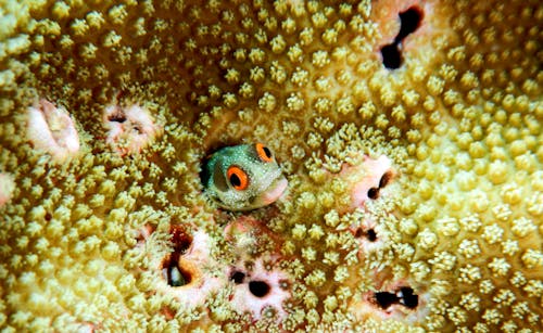 Macro Image of Sea Critters and Reef Fish