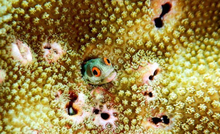 Macro Image Of Sea Critters And Reef Fish