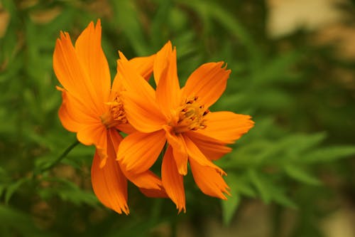 Photographie En Gros Plan De Fleurs Orange