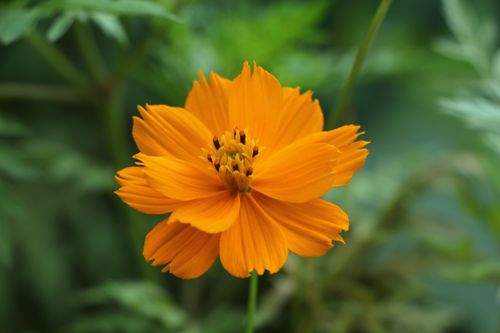 Free Beautiful orange cosmos flower in full bloom, showcasing vibrant colors and intricate petals. Stock Photo