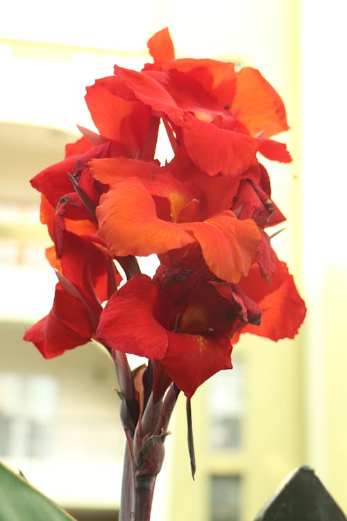 免费 红色花朵的特写摄影 素材图片