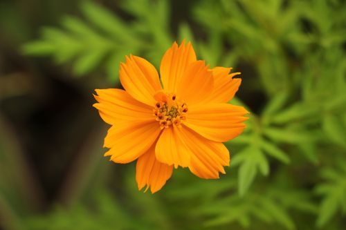 Free A stunning close-up of a vibrant orange cosmos flower in full bloom, captured outdoors in natural light. Stock Photo