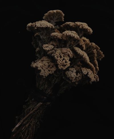 Bundle of dried yarrow drying in the dark, Rumeysa Demir on Pexels