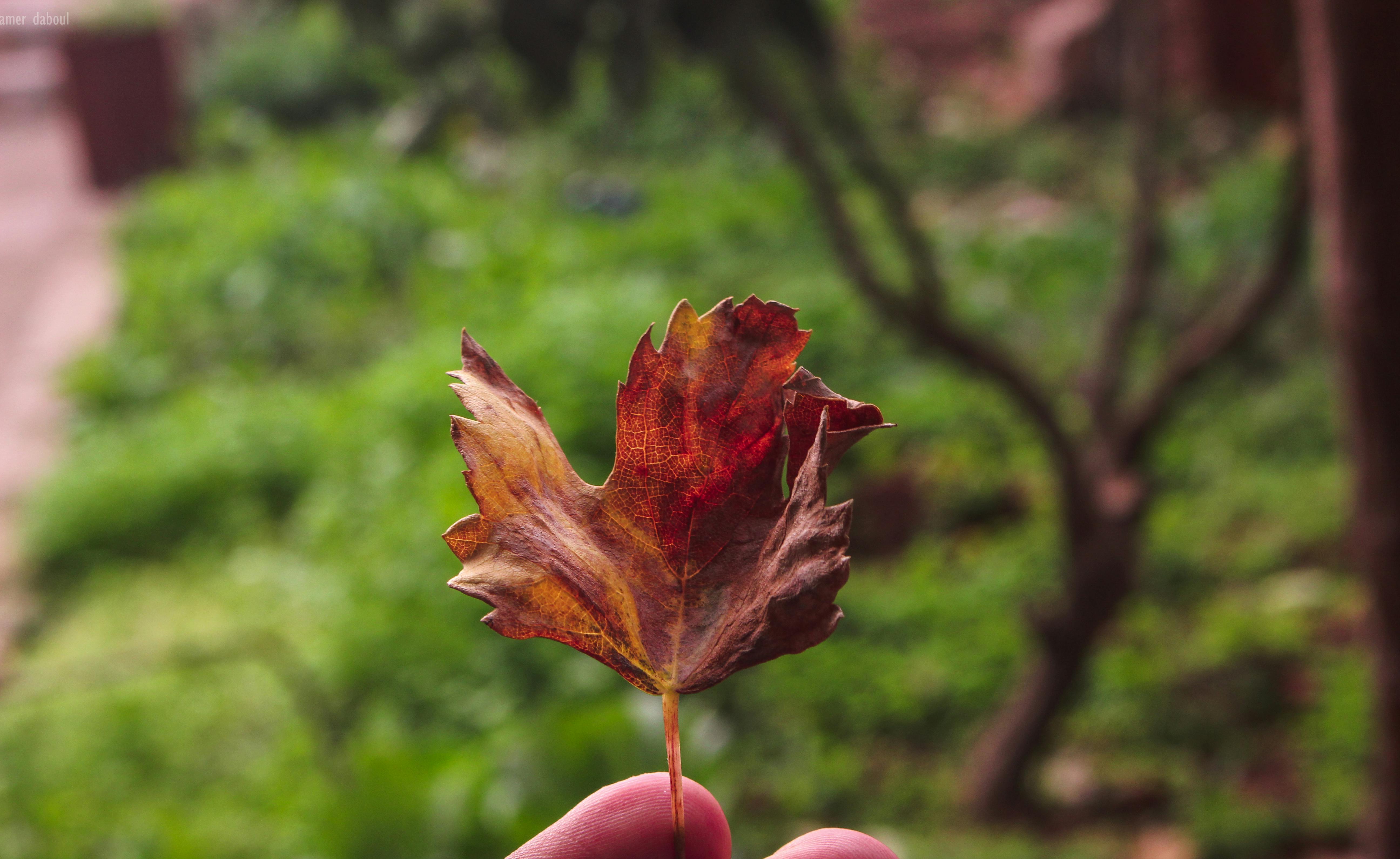 Dried Maple Leaf · Free Stock Photo