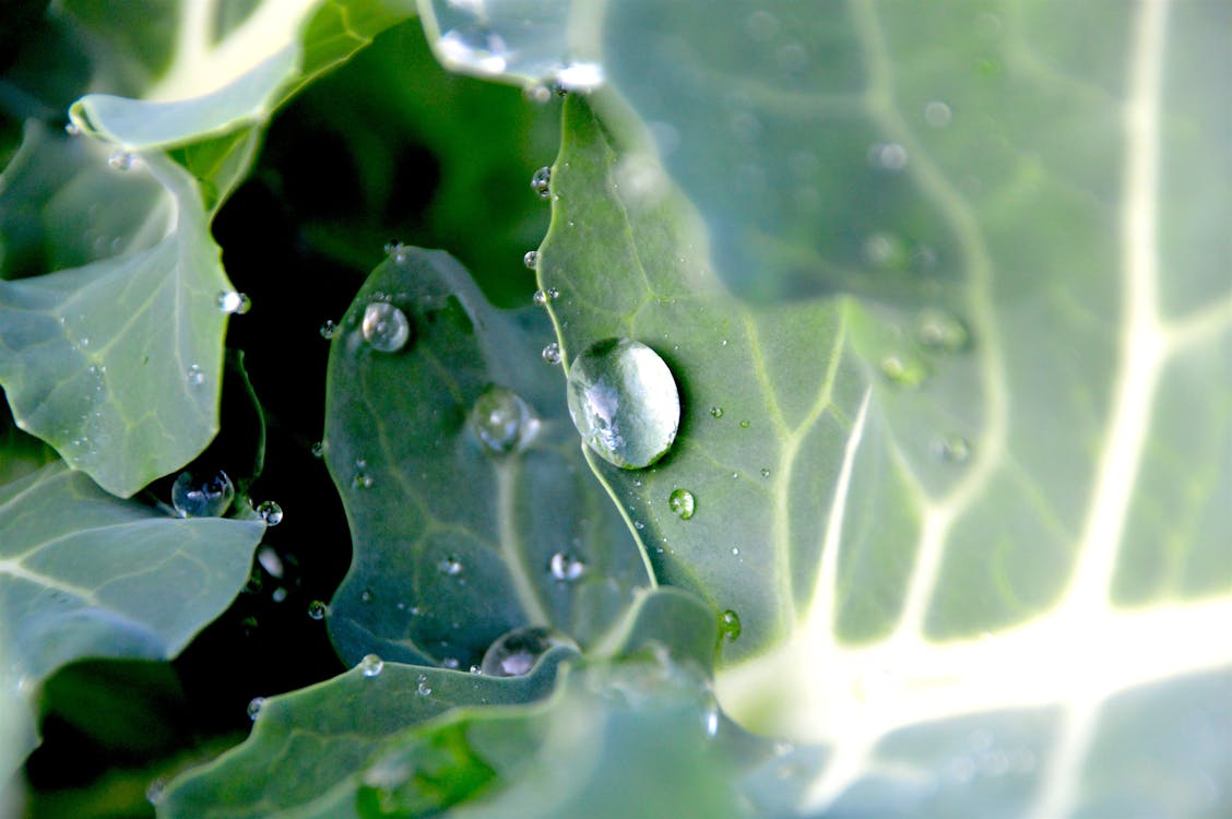 Makrofotografie Von Wassertropfen Auf Blättern