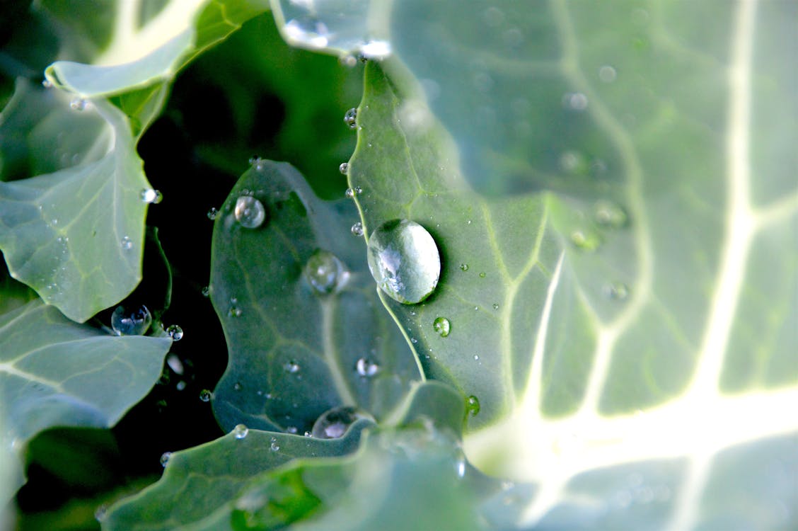 Macro Photography of Water Drops on Leaves