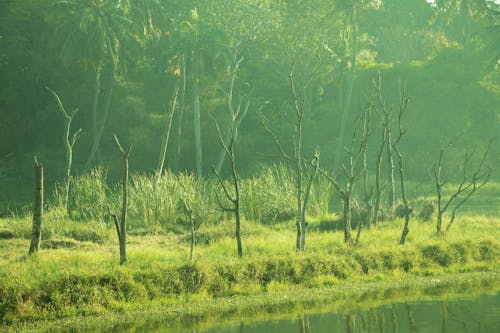 Free stock photo of calm waters, dead trees, greenery