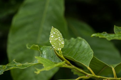 Free stock photo of dewdrop, dewdrops, green leaf