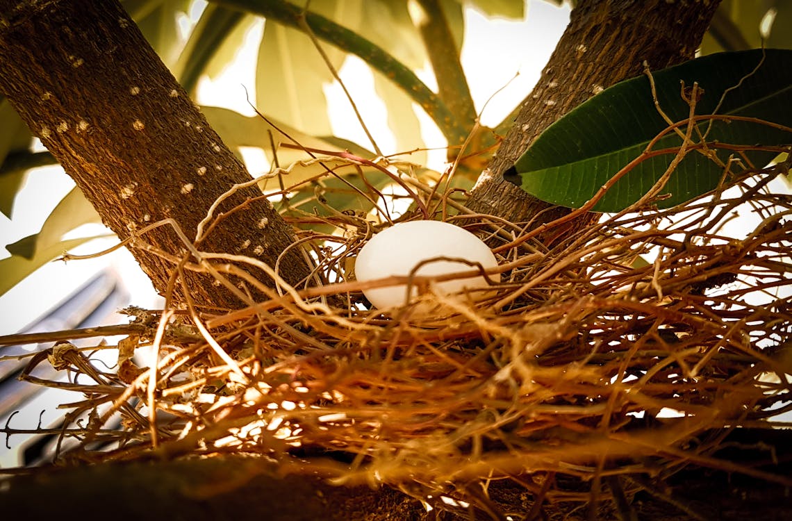 Free stock photo of bird nest, egg