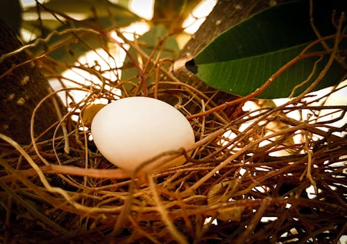 Free stock photo of bird nest, egg, leafs