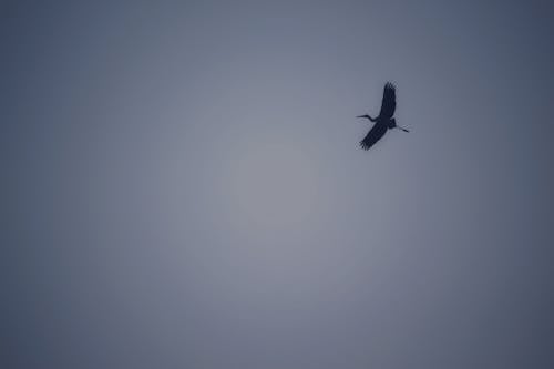 Oiseau Volant Dans Le Ciel