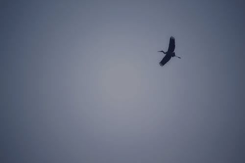 Uccello Che Vola Nel Cielo