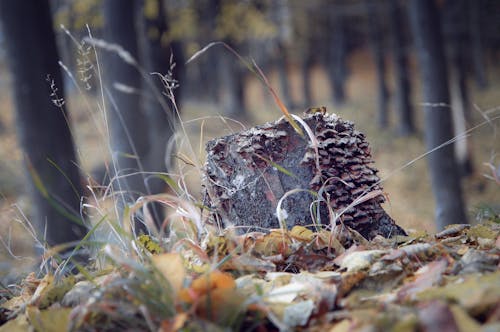 Gratis lagerfoto af farver, skov, skovsvamp