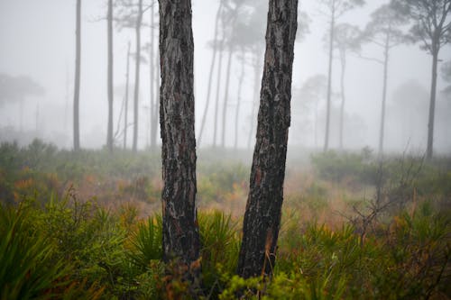 Gratis lagerfoto af dis, græs, landskab