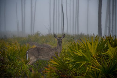 bezplatná Základová fotografie zdarma na téma divoký, jelen, krajina Základová fotografie