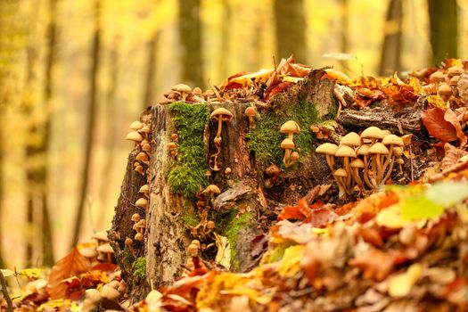 罗马尼亚森林中，秋叶覆盖的苔藓树桩上，生长着充满活力的蘑菇