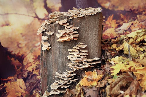 Gratis stockfoto met champignons, fungus, groei