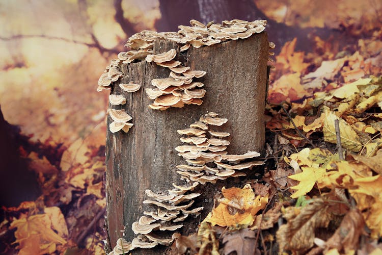 Tree Stump In Mushrooms