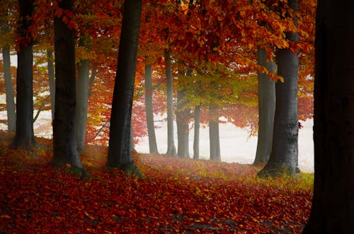 Arbres à Feuilles Brunes