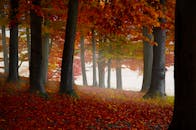 秋天的森林景色迷人，红叶充满活力，雾气神秘