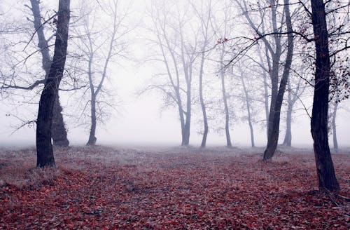 Imagine de stoc gratuită din arbori, ceață, cețos