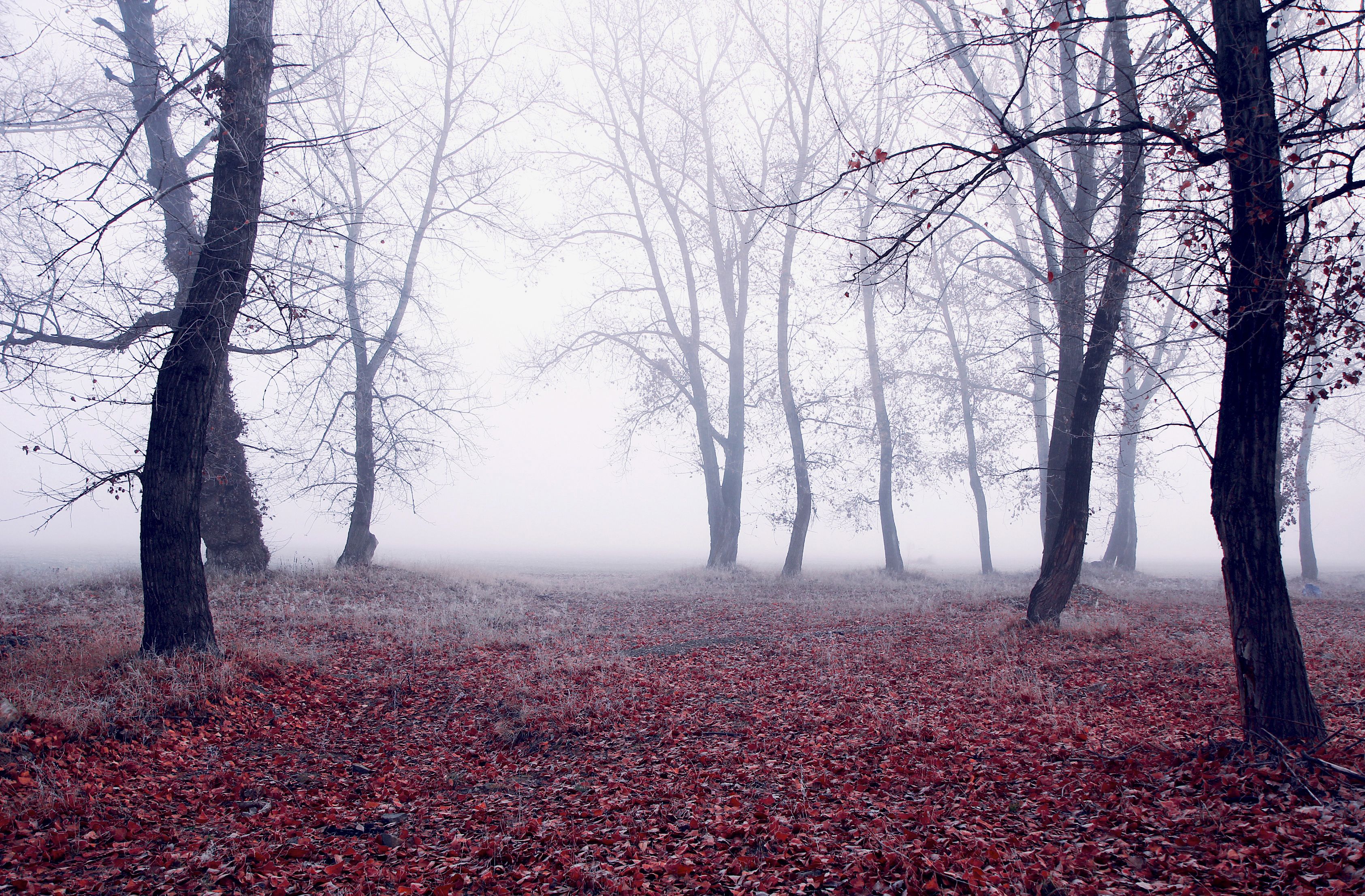 Black Trees · Free Stock Photo