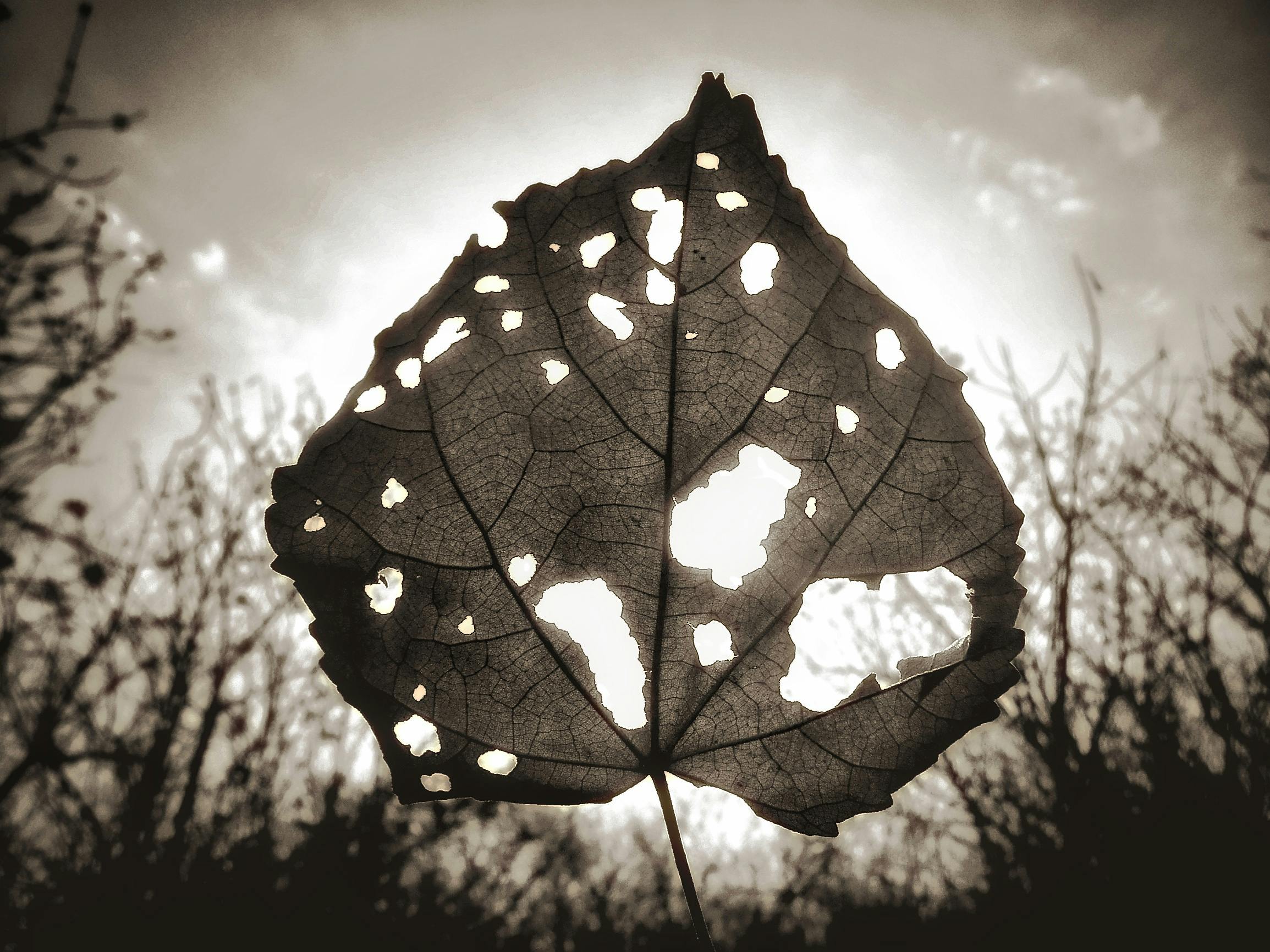 Free stock photo of black and white, dead tree, dramatic sky