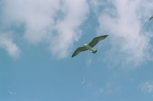 Free Low Angle Shot of a Seagull Flying Under Blue Sky Stock Photo